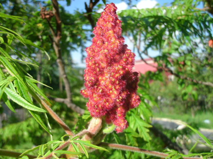 RHUS TYPINA