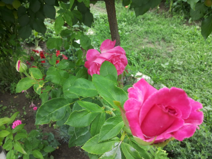 20140712_132748 - trandafirii mei