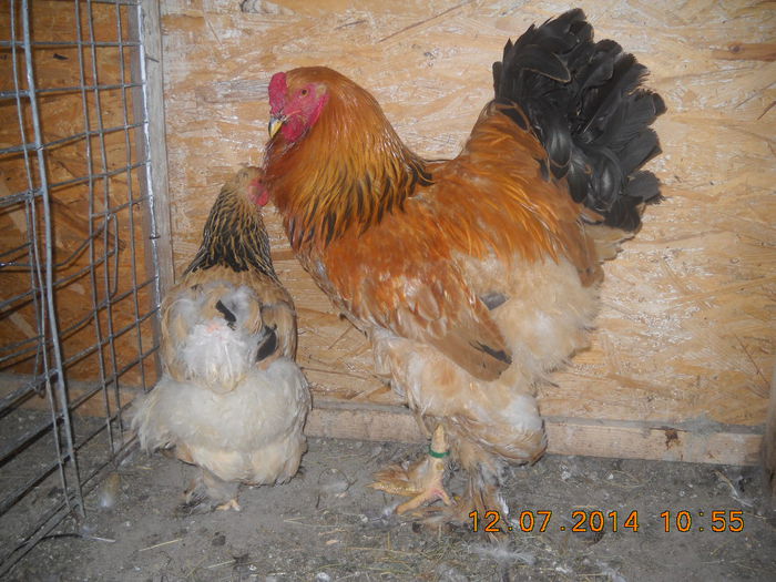 DSCN0129 - BRAHMA  COLUMBIA2014