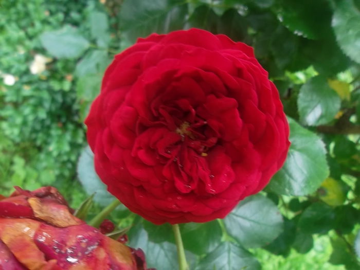 rotckapchen - trandafiri kordes