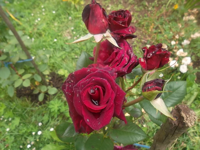 black baccara - trandafiri meilland