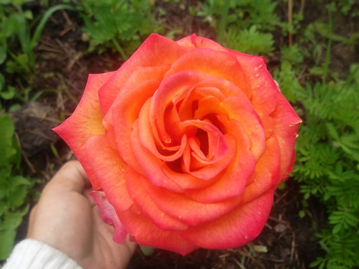 utopia - trandafiri 2014