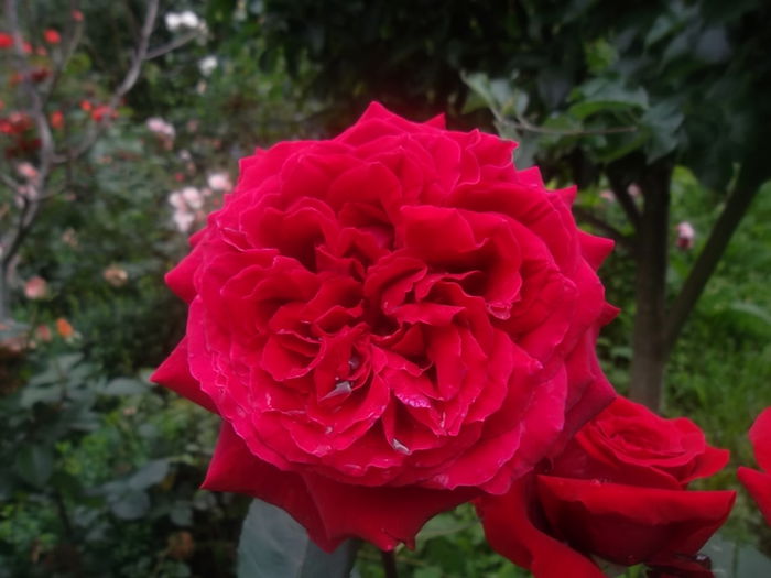 oklahoma - trandafiri 2014