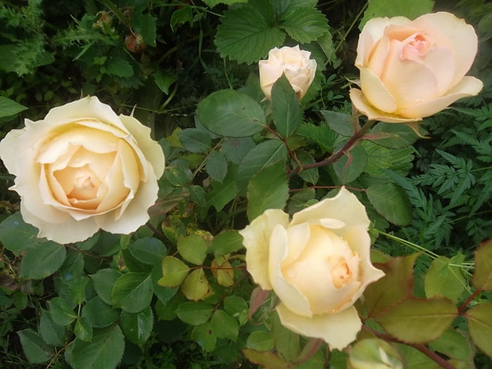 cassanova - trandafiri 2014