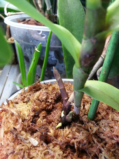 20140712_123431; Radacini epi rene m
