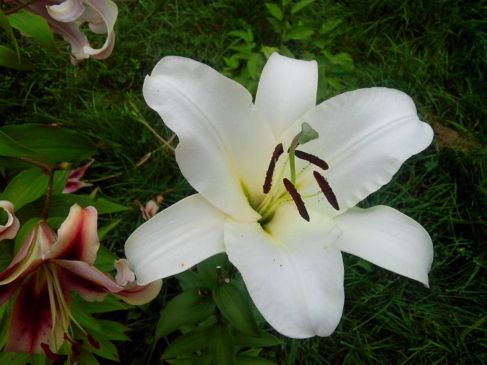 IMG_20140712_140955 - CRINI