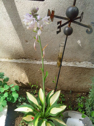 hosta albopicta