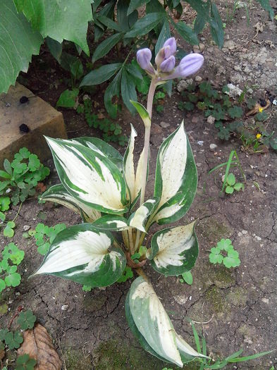 fire and ice - HOSTA 2014