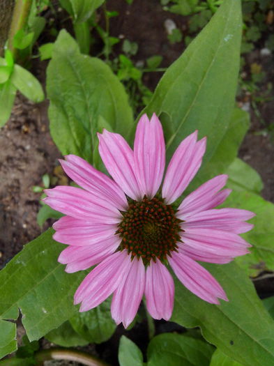 echinaceea - ECHINACEA