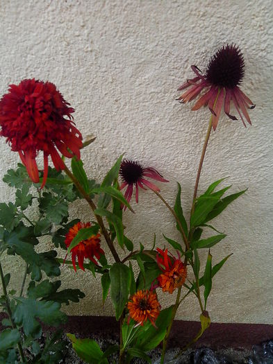2 echinacea de la  Diana