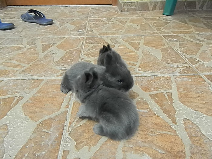 Picture 332 - iepuri angora