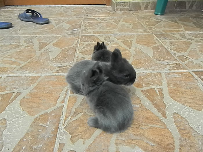 Picture 338 - iepuri angora