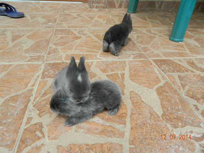 Picture 339 - iepuri angora