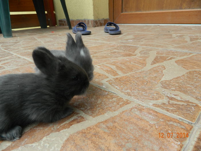 Picture 341 - iepuri angora