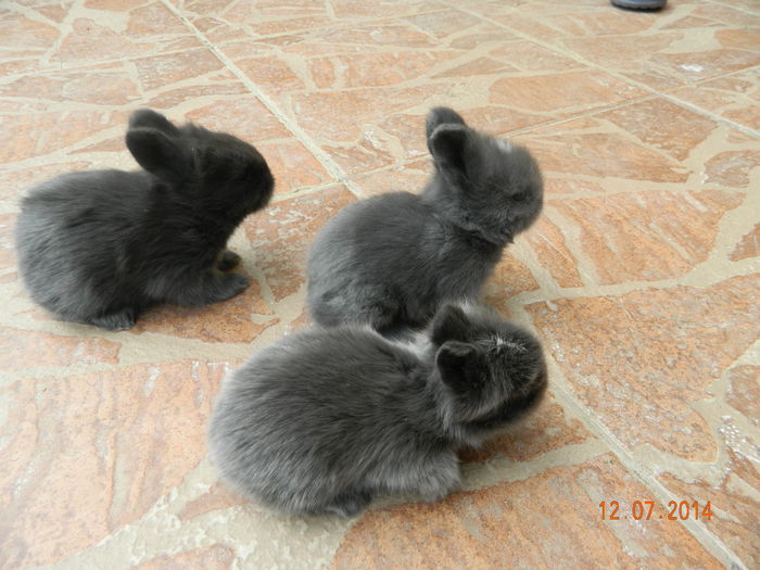 Picture 342 - iepuri angora