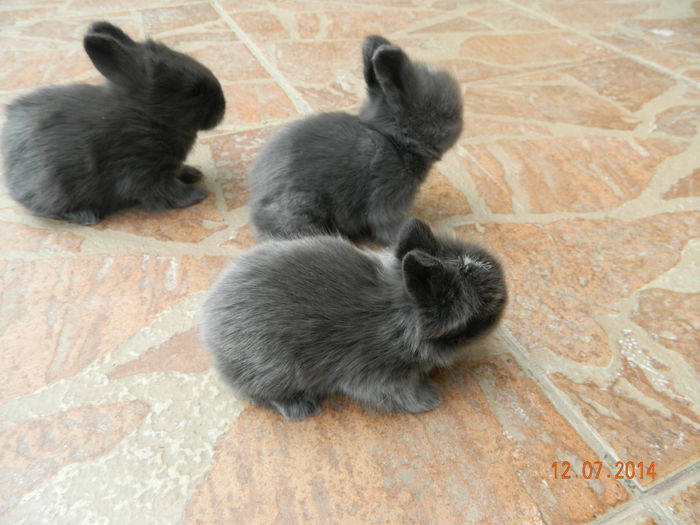 Picture 343 - iepuri angora