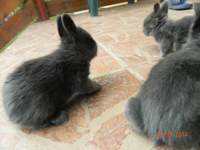 Picture 344 - iepuri angora