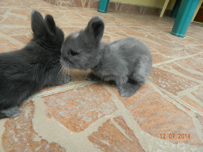 Picture 345 - iepuri angora