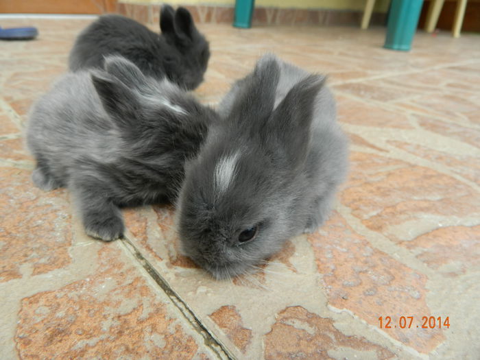 Picture 346 - iepuri angora