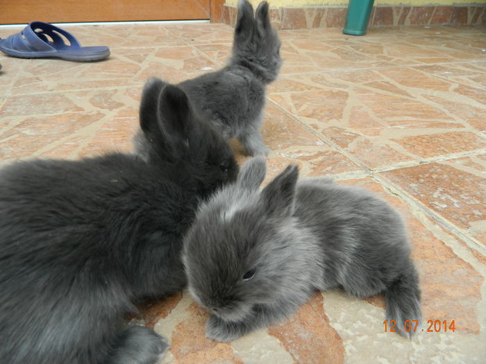 Picture 347 - iepuri angora