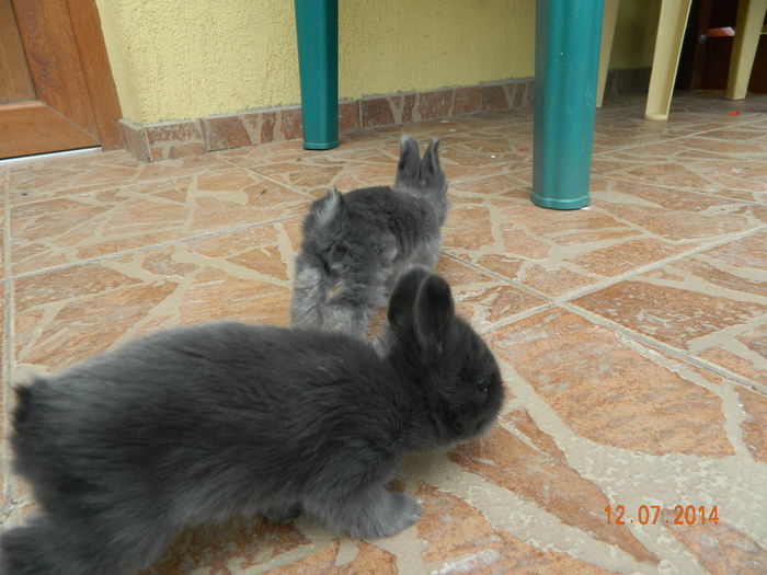 Picture 348 - iepuri angora