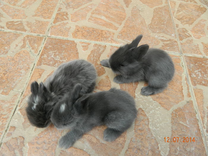 Picture 349 - iepuri angora