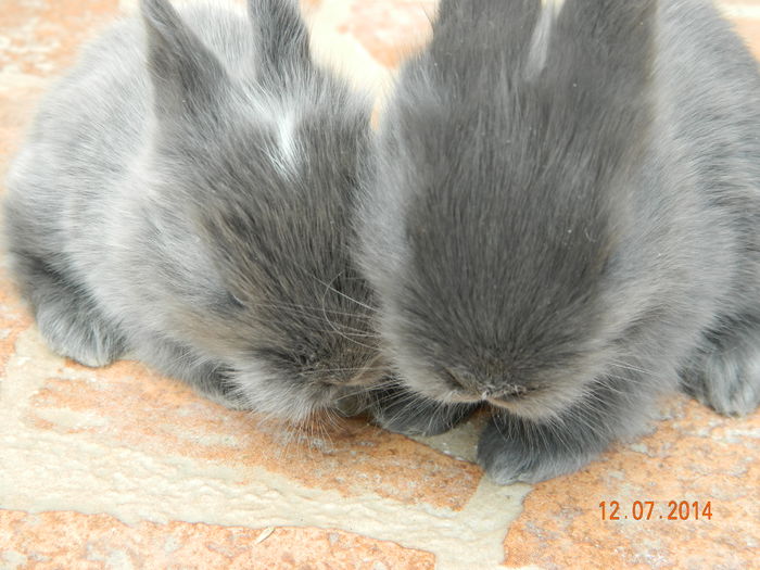 Picture 352 - iepuri angora