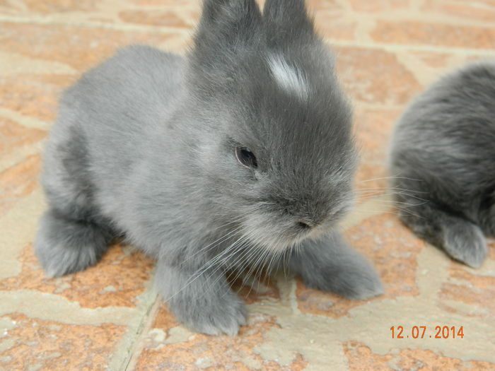 Picture 353 - iepuri angora