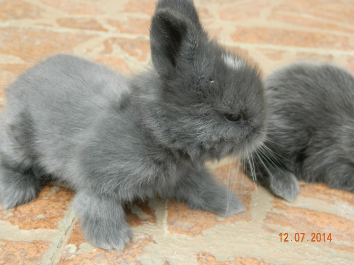 Picture 354 - iepuri angora