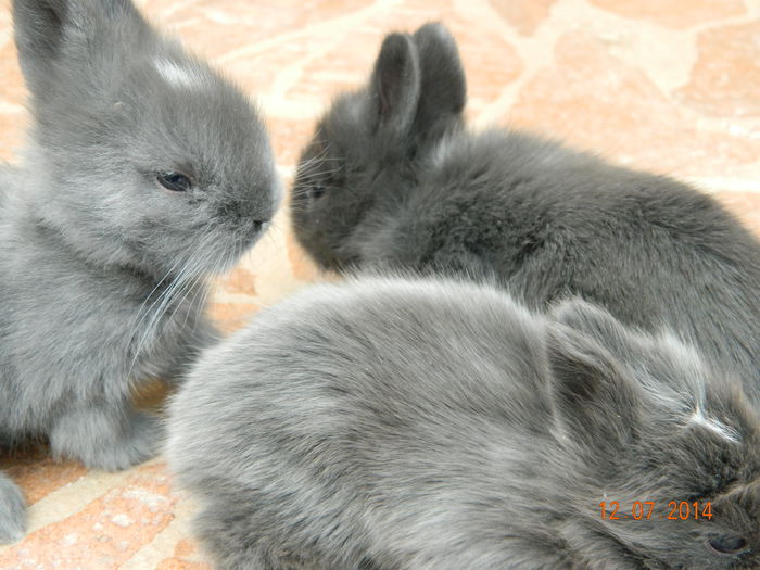 Picture 355 - iepuri angora