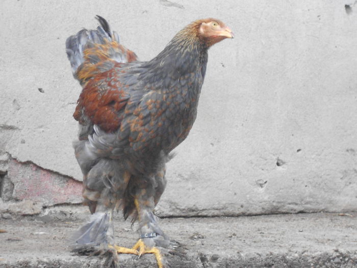 Picture 77 180 - Achizitii noi-pui brahma