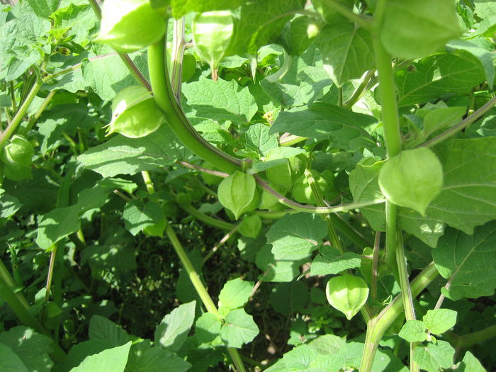 pictures 297 - Vand rasad de physalis