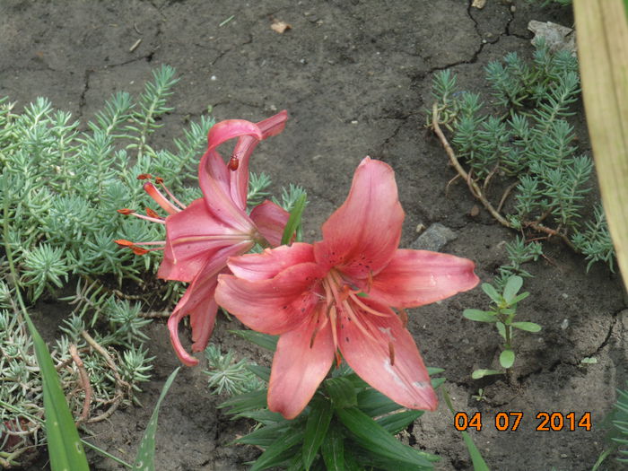 DSC03596 - Curtea si gradina