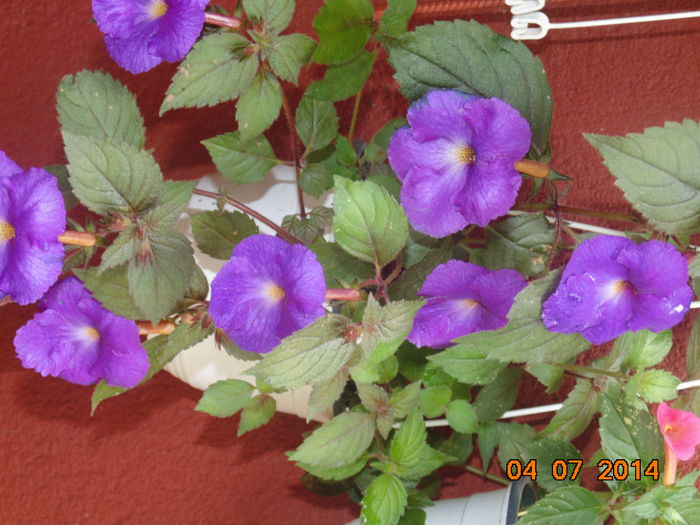 DSC03586 - Florile mele 2