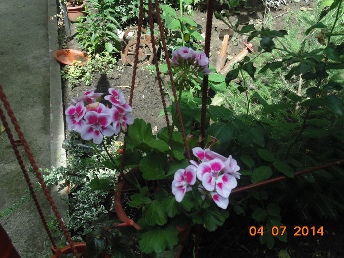 DSC03589 - Florile mele 2