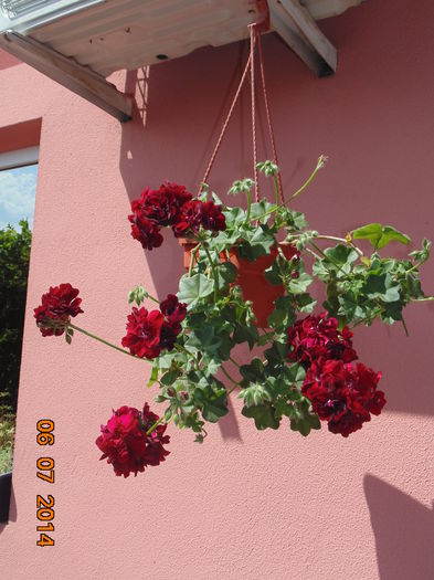DSC03681 - Florile mele 2