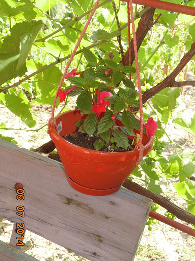 DSC03682 - Florile mele 2