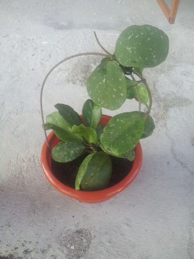 20140712_192857 - Hoya obovata