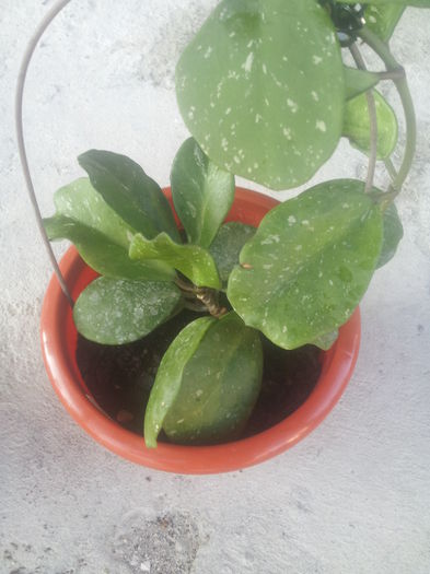 20140712_192901 - Hoya obovata