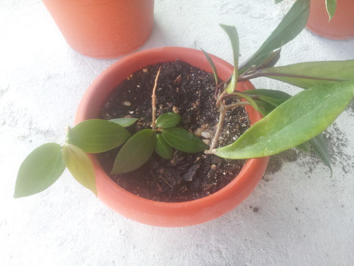 20140712_192954 - Hoya pubicalix