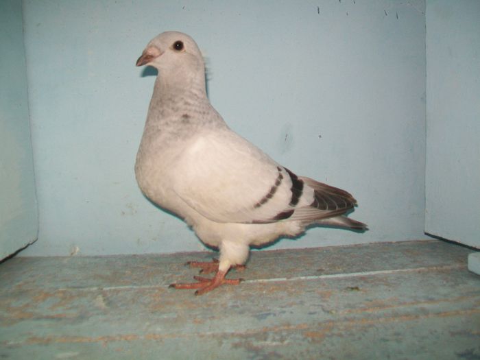Ab pui 003