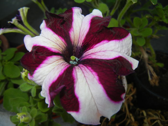 Petunia (2014, July 07)