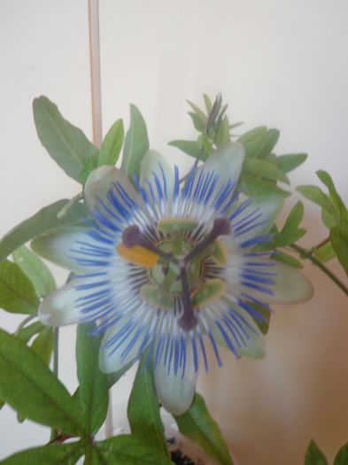 321 - Passiflora  Caerulea