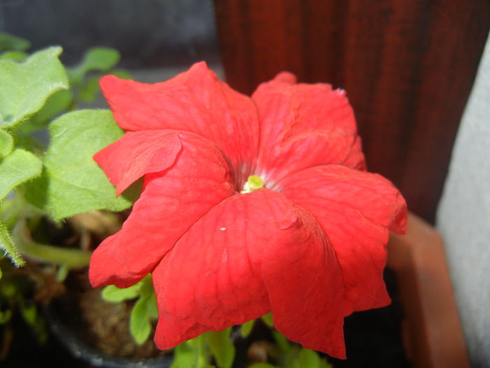 Red Petunia (2014, July 07)