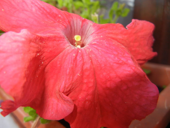 Red Petunia (2014, July 07)