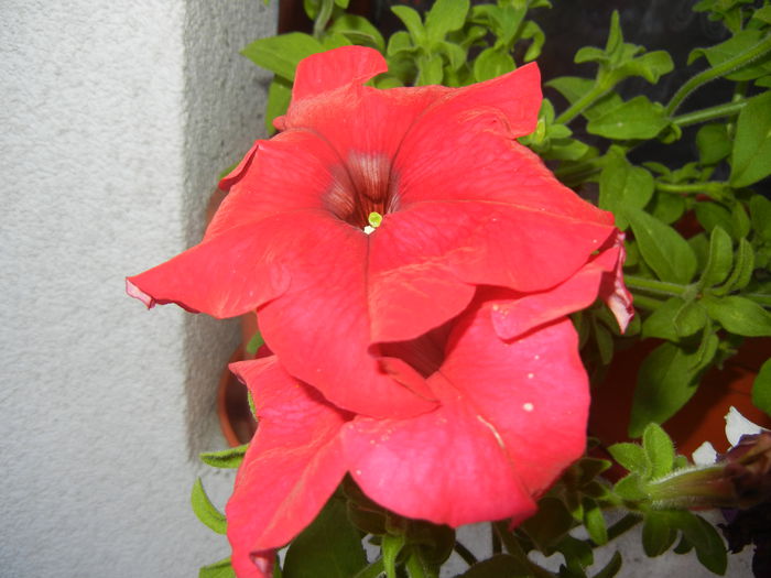 Red Petunia (2014, July 07)