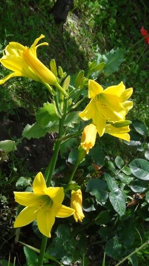 DSC03149 - k- vara 2014