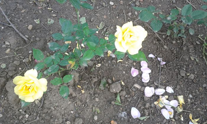 20140628_194257 - trandafiri
