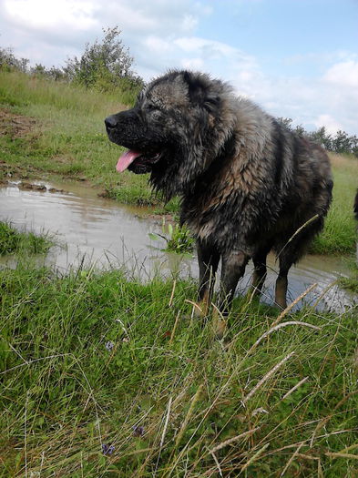 IMG_20140712_170711 - ciobanesc caucazian
