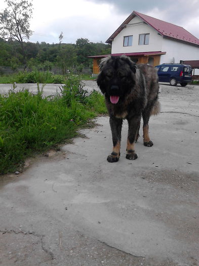 IMG_20140712_180114 - ciobanesc caucazian